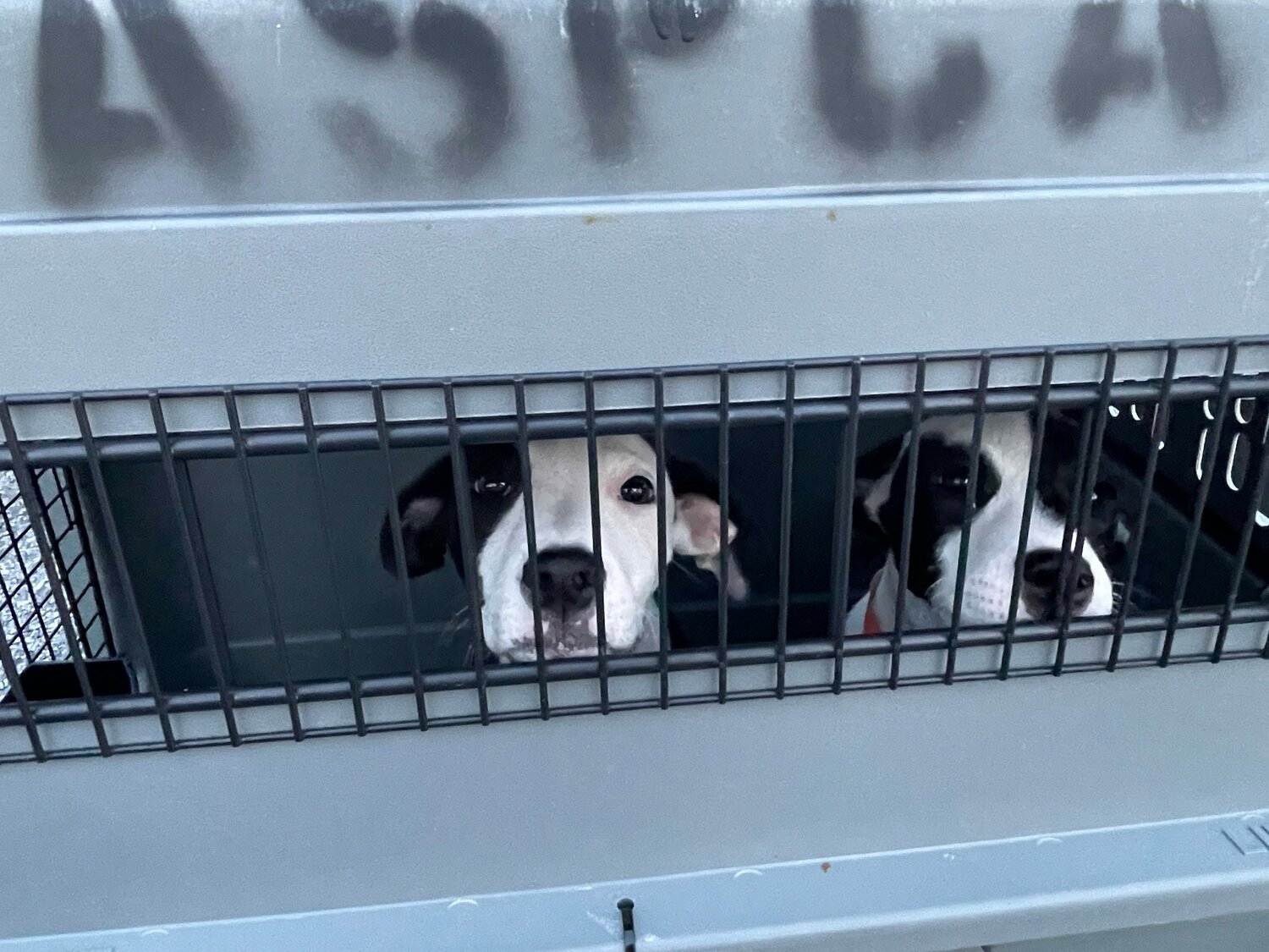 Baldwin County Animal Shelter joins rescue effort; 65 dogs relocated to ...