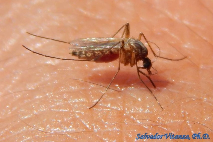 A mosquito trap in Williamson County recently tested positive for West Nile Virus.