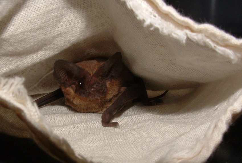 A Mexican free-tailed bat.