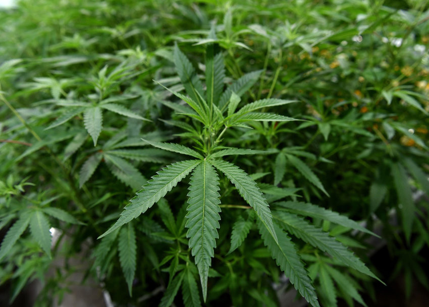 The U.S. House Friday voted to make marijuana legal on the federal level and help roll back the so-called war on drugs that has disproportionately targeted people of color. (Brad Horrigan/Hartford Courant/TNS)