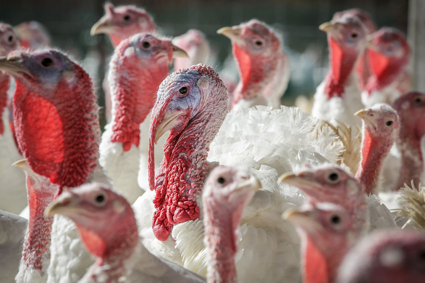 The U.S. outbreak of avian influenza has mostly impacted turkey and egg operations, sending prices to all-time highs and contributing to soaring food inflation.