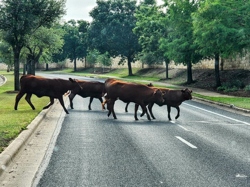 Several cows were observed at 8:51 a.m. Saturday, May 6, 2023, crossing Avery Ranch Boulevard near the intersection with North Canoa Hills Trail in Cedar Park.