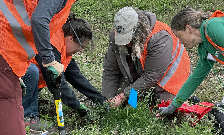 Amy Sokol, Sherry Koorie, Ashley Landry and Adalis Cardenas work to remove and save native plants from the site of a road construction project in Round Rock.