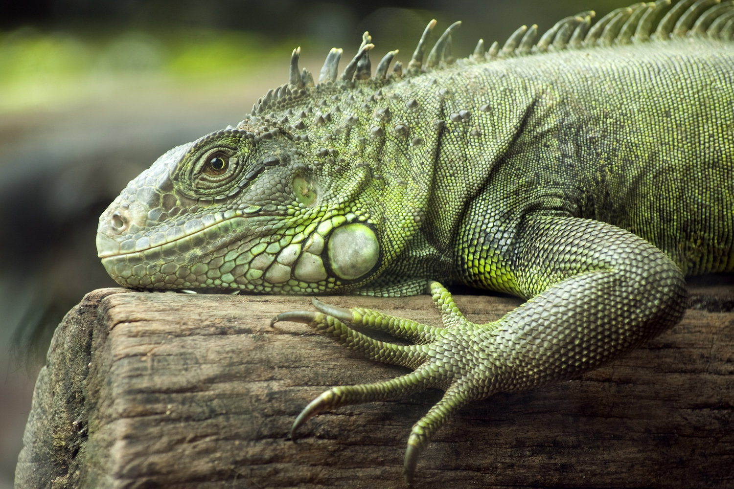 Florida man killed an iguana and got arrested. Now he’s claiming a ...