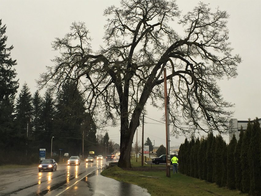 This Tumwater Heritage Tree is the Davis-Meeker Garry Oak. It's located along Old Highway 99 on the east side of Olympia Regional Airport. It's estimated to be 330-400 years old and has been called "the finest tree in the county."