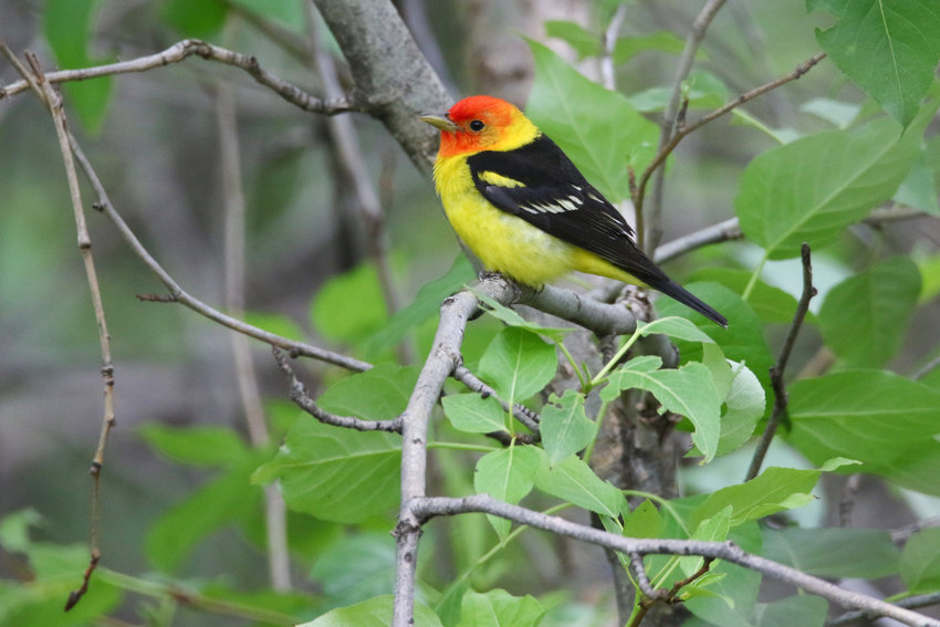 This is a male Western Tanager.