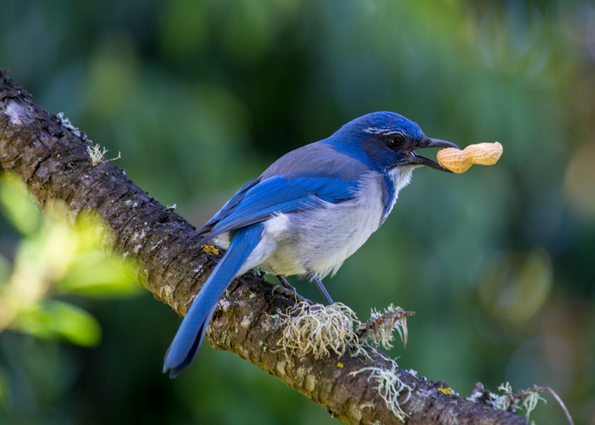 His official name is California Scrub Jay (Aphelocoma californica).