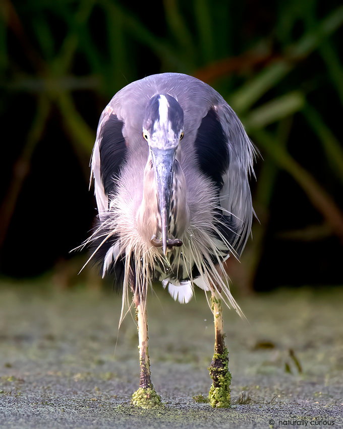 Great Blue Heron - Here's Looking at You
