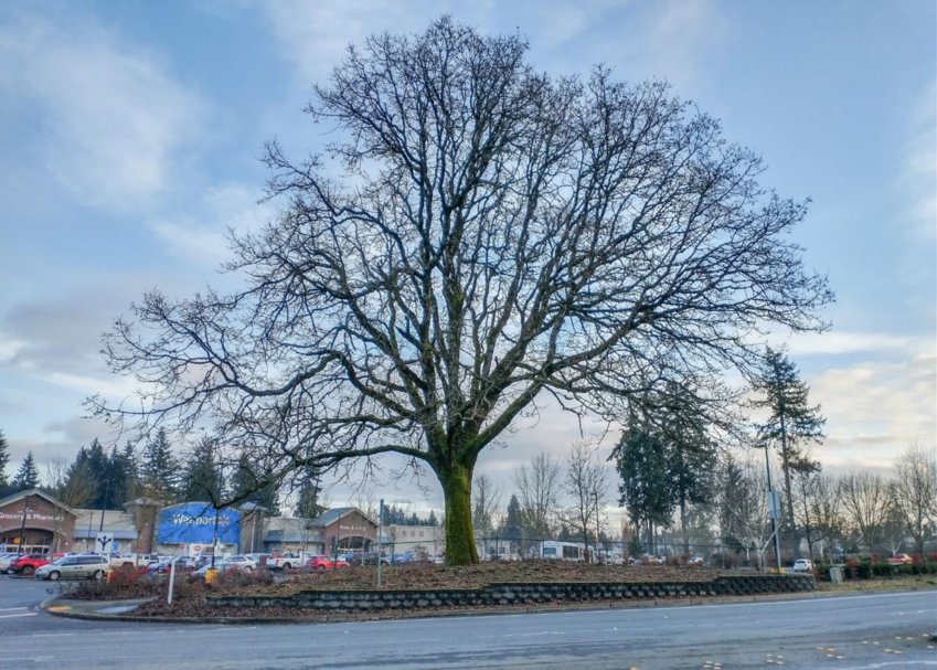 The Tree Board recommended this rare 60-foot Gary Oak (Oregon White Oak) tree located at 5800 Littlerock Road, Tumwater, to be a Heritage Tree.