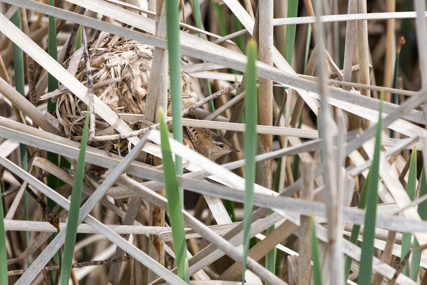 Marsh Wren at its nest in a clump of cattails.