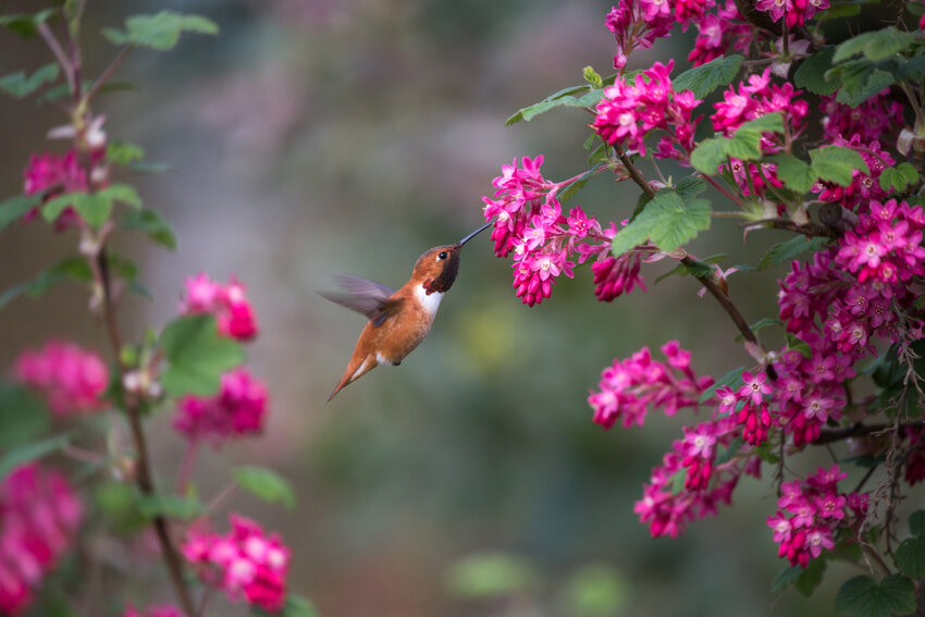 Rufous Hummingbird and Red flowering Currant