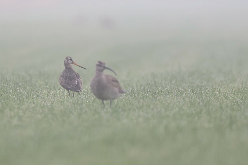 Hudsonian Godwit, on left, with Whimbrel