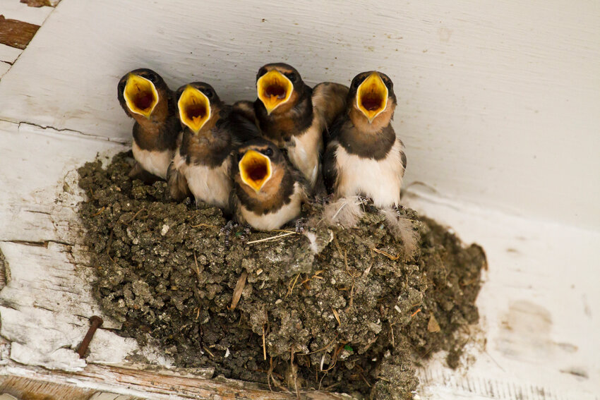 Barn Swallow nest with young. Those flashing yellow mouths stimulate the adults to feed them.