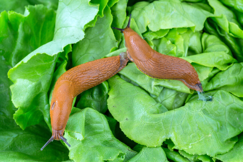 Slugs from Europe, common pest in NW Gardens.
