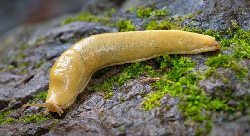 Banana Slug - Not a Garden Problem - eats only dead materials.