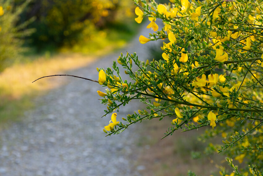 Scotch broom, invasive weed