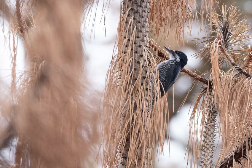 Black-backed Woodpecker - Female