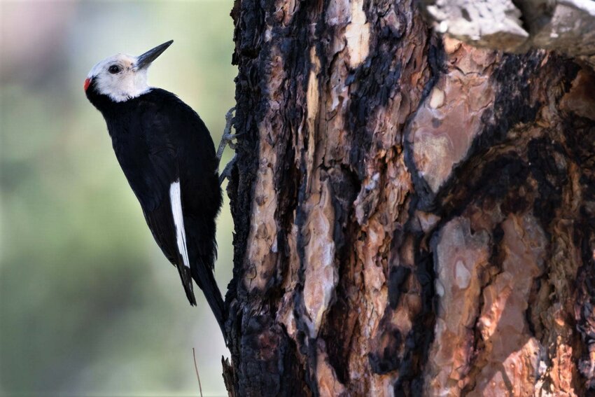 White-headed Woodpecker on Ponderosa Pine
