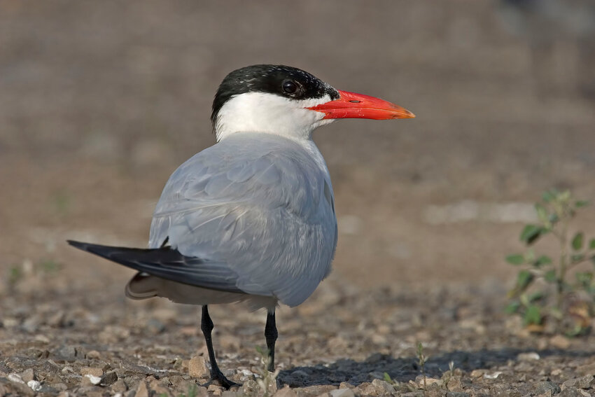 A Caspian Tern