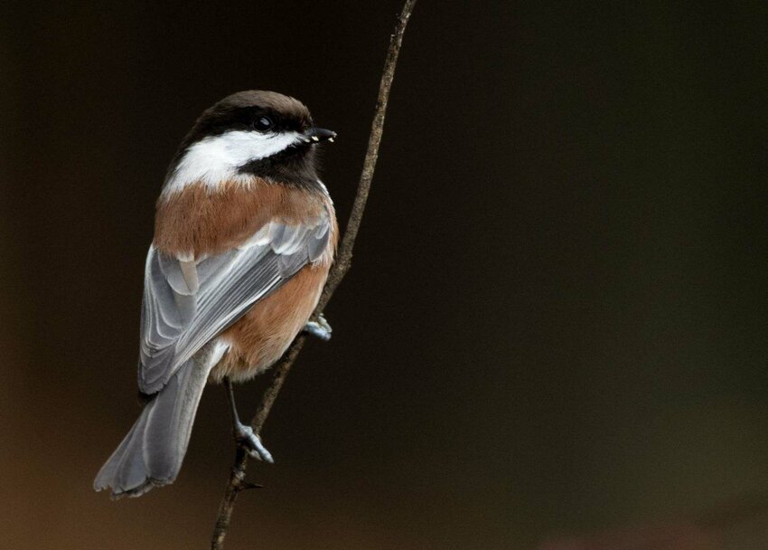 This is an adult Chestnut-backed Chickadee.