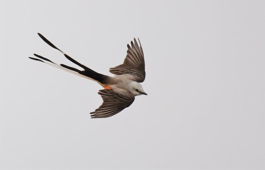 Scissor-tailed Flycatcher, showing primary and secondary wing feathers and dramatic outer tail feathers