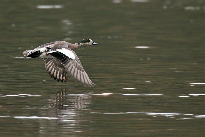 American Wigeon male, with fresh flight feathers