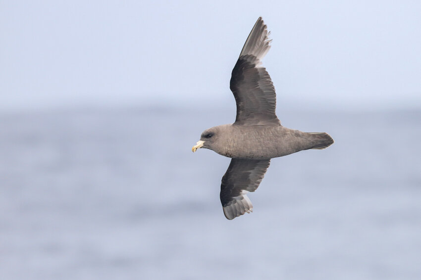 Northern Fulmar, an oceanic flyer, showing worn primary flight feathers and fresh secondary ones