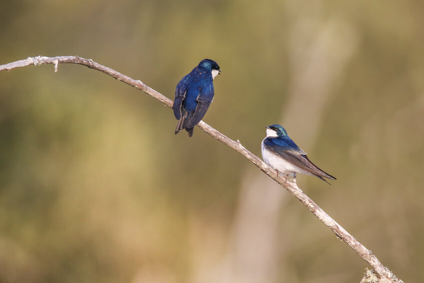 Pair of Tree Swallows