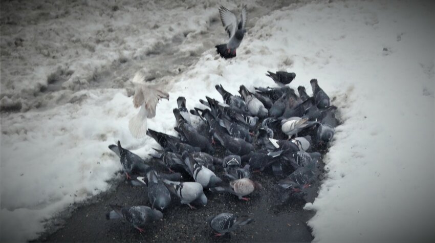 A  flock of pigeons feeding.