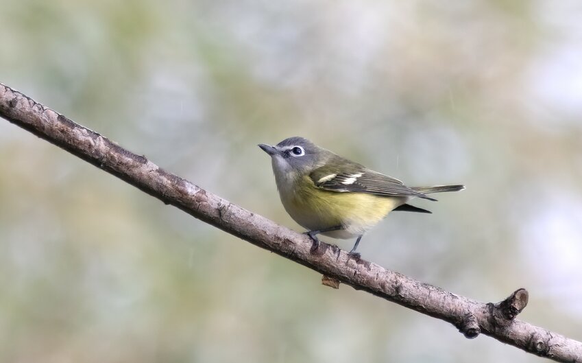 Blue Headed Vireo - Rare species - found in the eastern U.S.