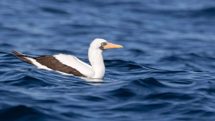 Nazca Booby - extremely rare vagrant, never before seen in Puget Sound