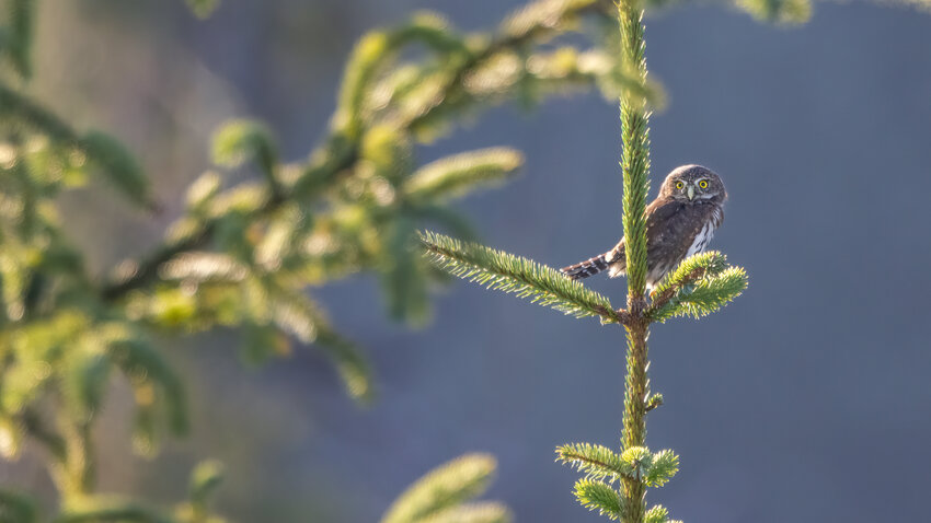 Pygmy Owl - a fairly common resident, but tough to find