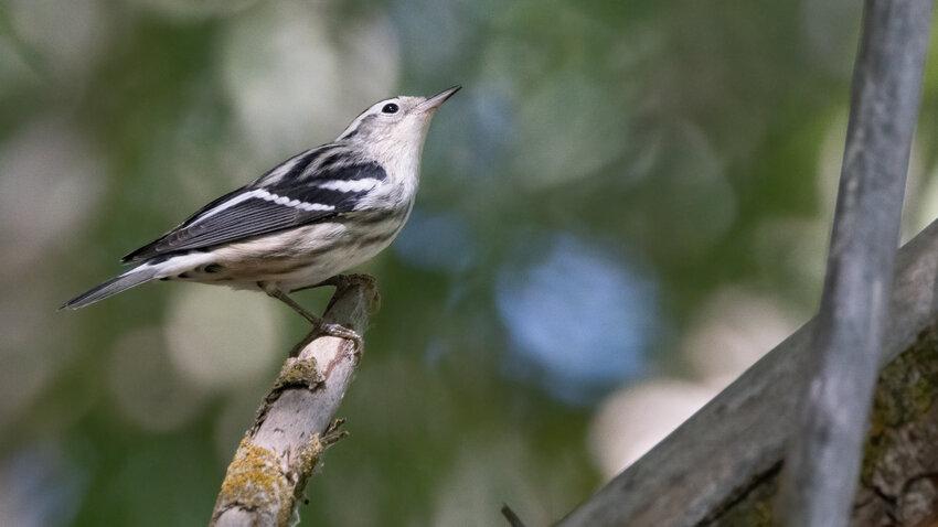 Black and White Warbler - a vagrant to our area
