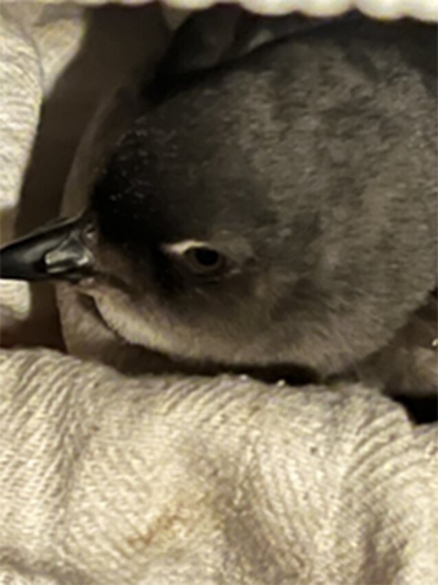 Cassin's Auklet and the white slash over its eyes that are part of identifying the species
