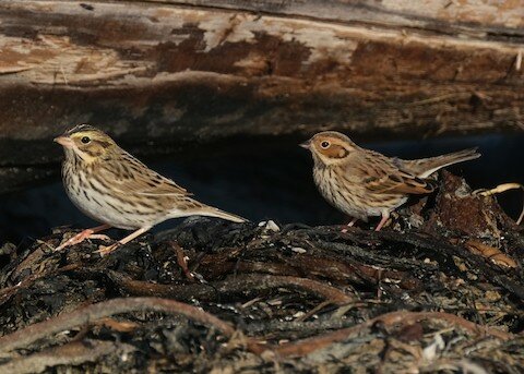Savannah Sparrow (left), Little Bunting (right)