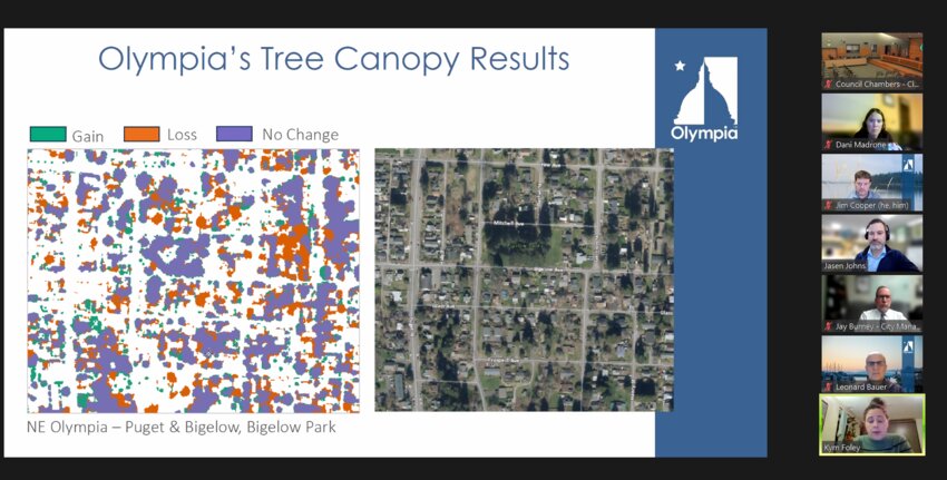At northeast Olympia, the canopy losses appeared scattered, but the area also saw significant gains in tree cover.