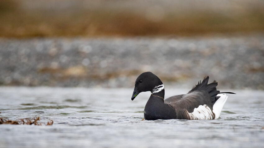 Black Brant - a marine goose