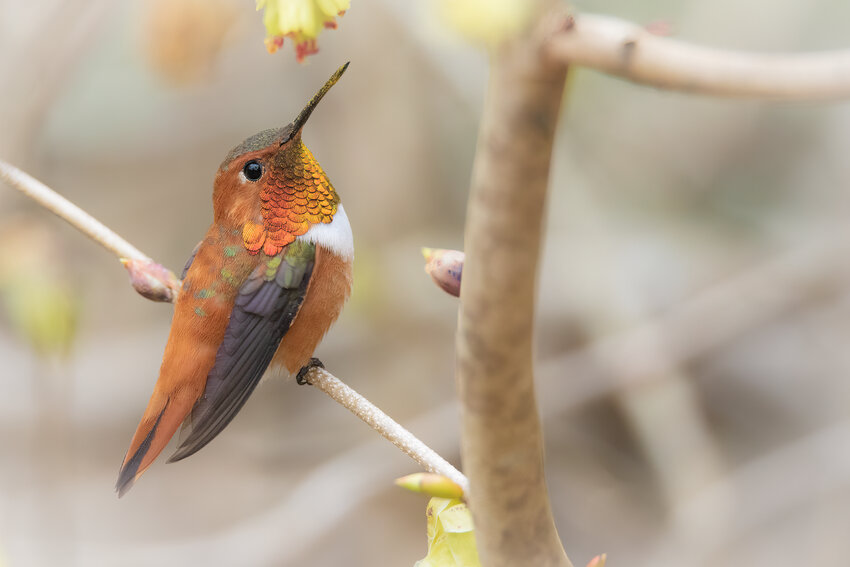 This beauty will be returning in mid-February. Rufous Hummingbird.
