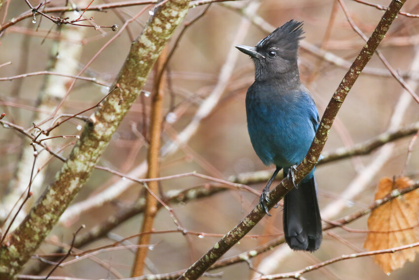 Stellars Jay – common visitor to the winter feeder. Here all year-round.