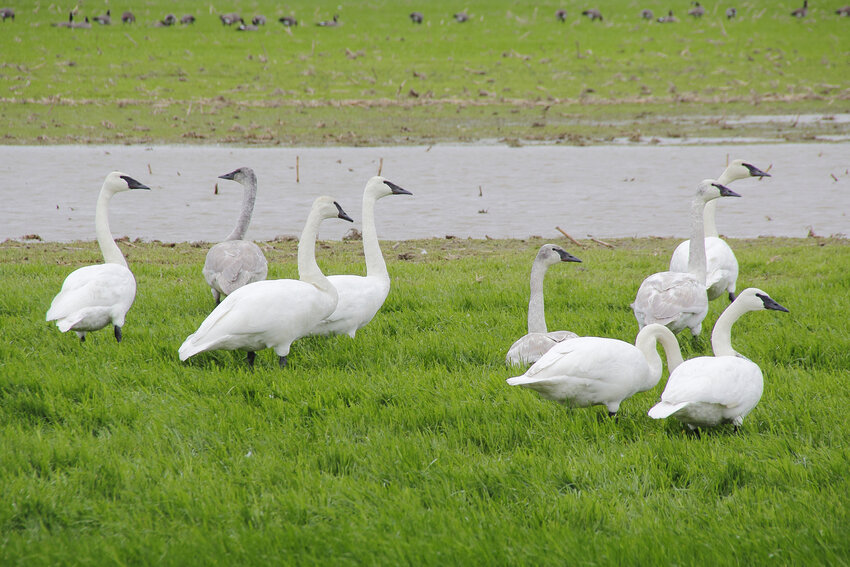 Trumpeter Swans in a wet field
