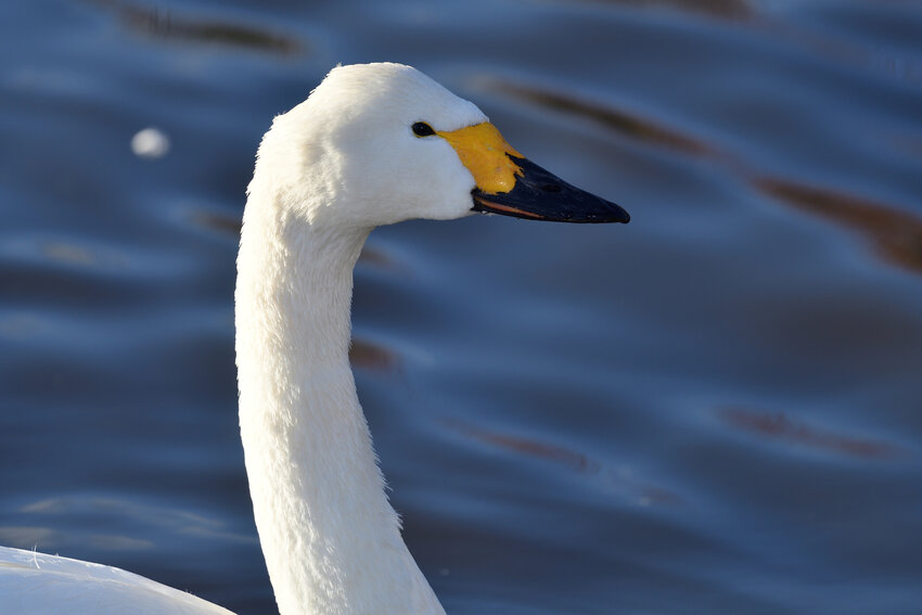 Head shot of a Tundra swan (cygnus columbianus) in the water