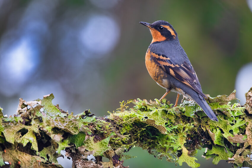 Sometimes called the "Robber Bird" - Varied thrush, male