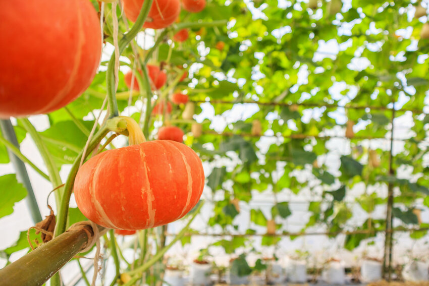 Fresh orange pumpkins growing in the organic greenhouse garden