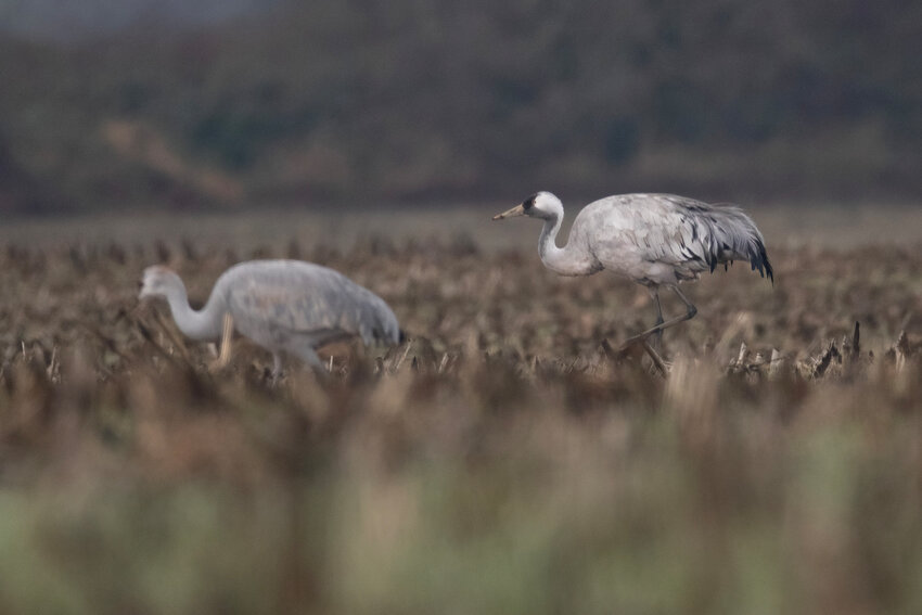 Common Crane (right) with Sandhill (left, out of focus)