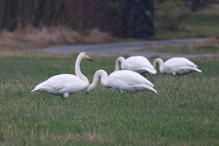 Whooper Swan (left, head up) with Trumpeter Swans