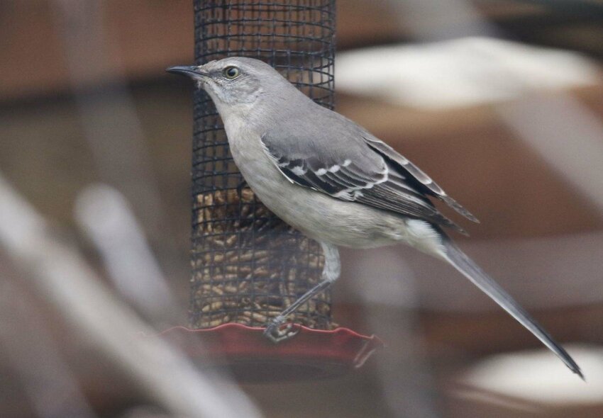 Northern Mockingbird, this bird appeared in Olympia a few years ago.