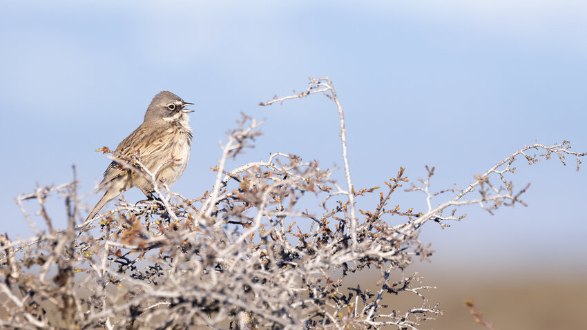 Sagebrush Sparrow singing