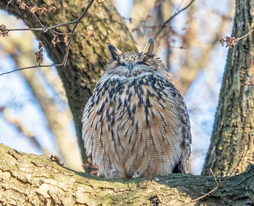 Flaco, an escaped Eurasian eagle-owl, in Central Park