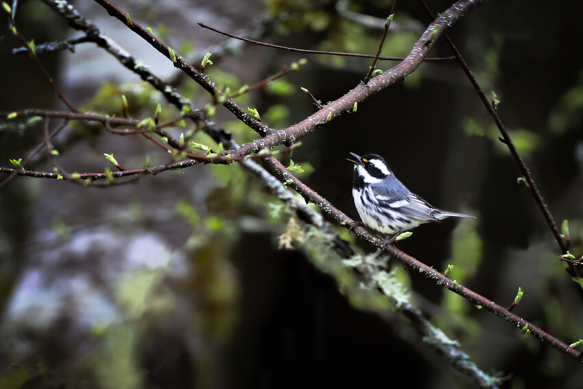 This is the Black-throated Gray Warbler.