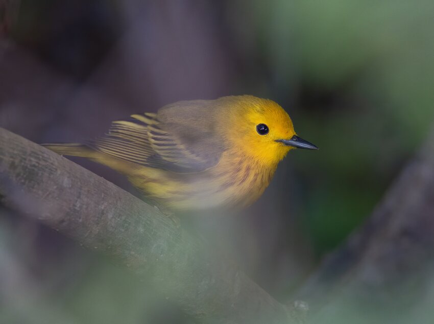 This is a close-up view of a Yellow Warbler.